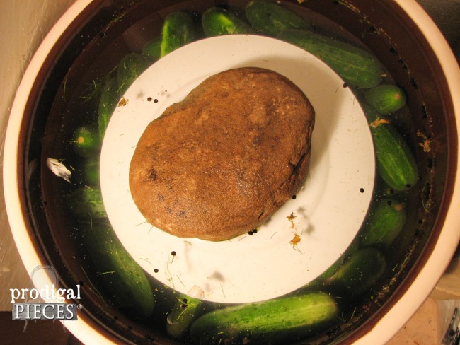 Using Stone Weight for Crock Dill Pickles by Prodigal Pieces | prodigalpieces.com #prodigalpieces