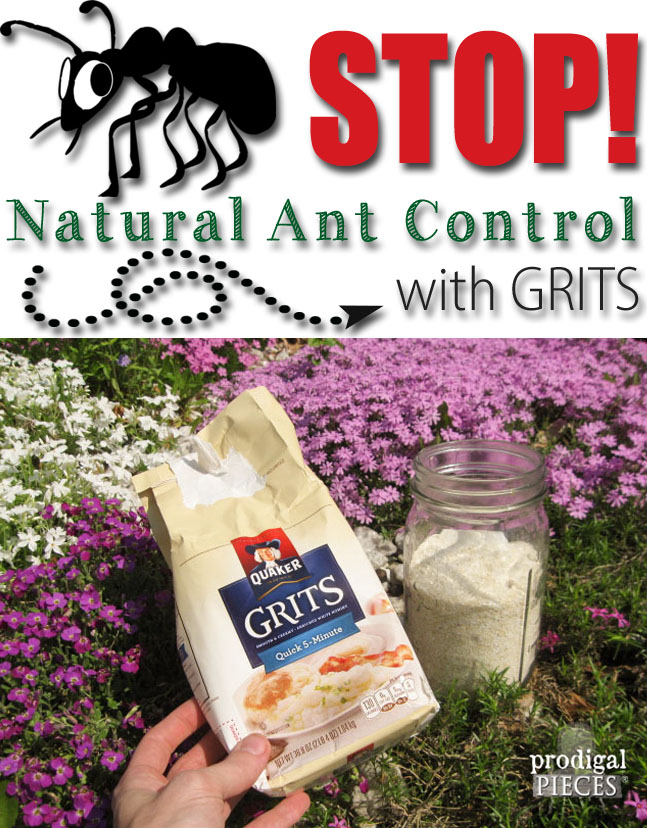 Stop the Ants! Natural Ant Control Using a Grocery Store Found Item: GRITS by Prodigal Pieces www.prodigalpieces.com