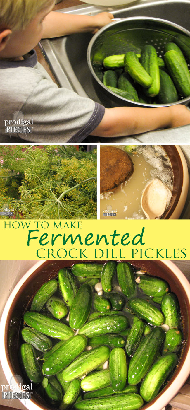 How to Make Fermented Crock Dill PIckles by Prodigal Pieces | www.prodigalpieces.com 