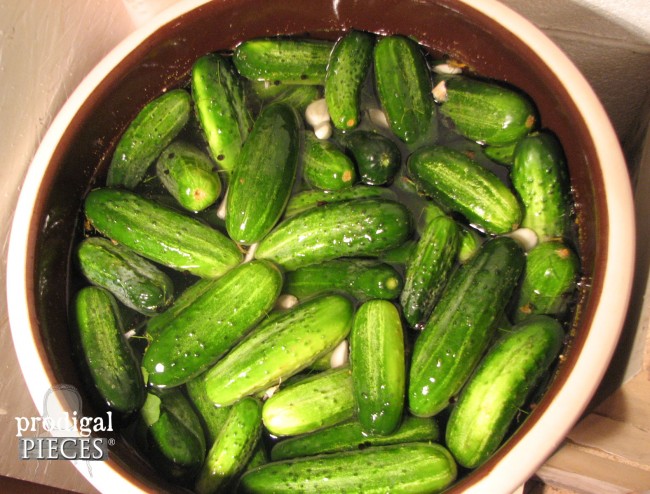 Crock full of pickles for home fermentation by Prodigal Pieces | prodigalpieces.com #prodigalpieces